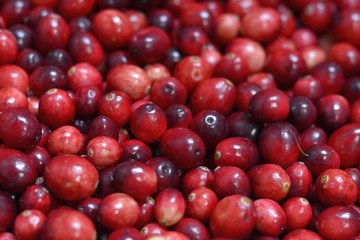 Frische Moosbeere (Vaccinium macrocarpon) 