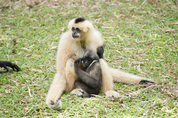 Family of Gibbom