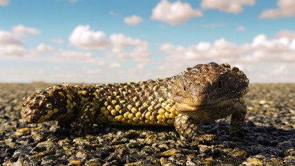 Blauzungenskink Zapfenechse im Outback Australien