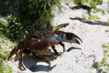 crab