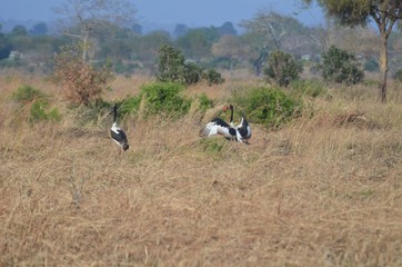 Saddle-billed stork  in mating dance in Mikumi National Park in Tanzania 