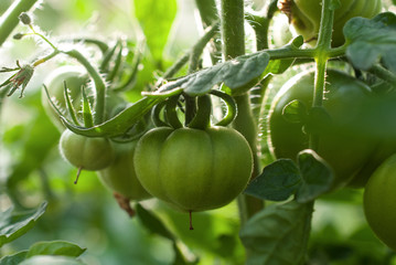 Tomates sur pied