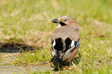 Jay sitting on meadow and looking