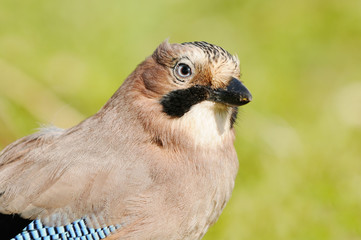 jay sitting in the nature and looking
