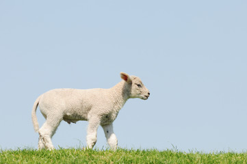 Obraz premium white lamb standing on Meadow and looking