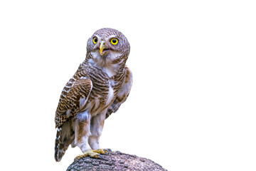 Close up beautiful bird  Asian Barred Owlet (Glaucidium cuculoidides) on white backgrounds