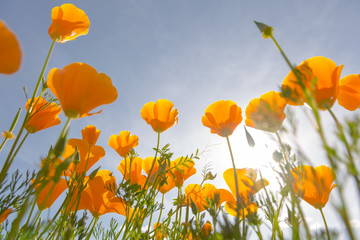 Obraz premium California poppies