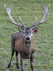 Red Deer Stag 001
