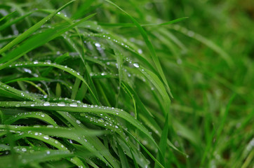 Fototapeta na wymiar Fresh grass with raindrops close up