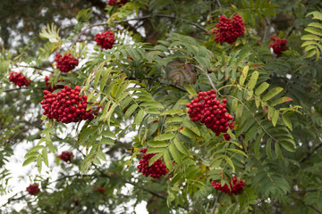  European Rowan with red fruit