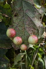  Oak Apple Gall