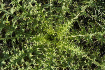 Leaf rosette of a spear thistle