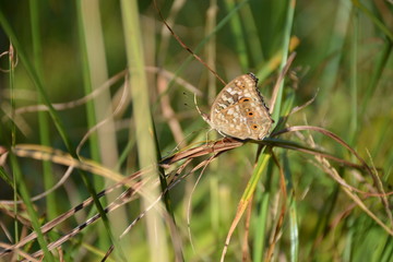 brown butterfly
