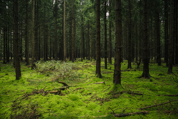 Die Natürlichkeit des Waldes