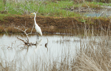 bird