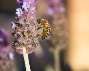 Honey bee on lavender