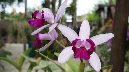 Orchids blooming
