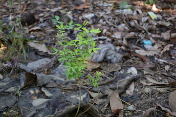 little Pithecellobium dulce
