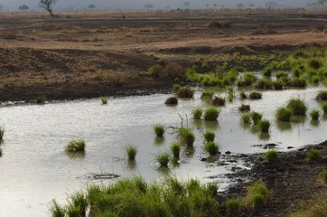 waterhole in mikumi national park in tanzania africa