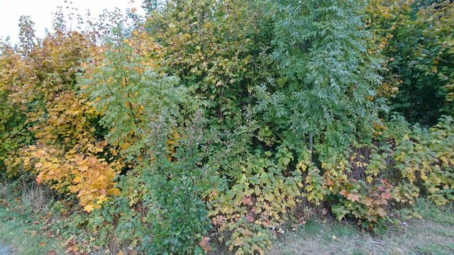 Autumn colors 