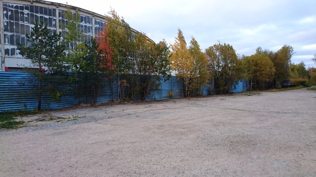 Autumn trees
