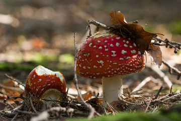 Fliegenpilz im Wald