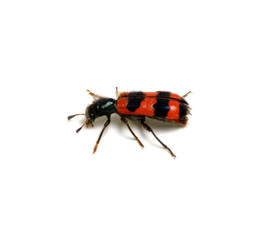 red beetle on a white