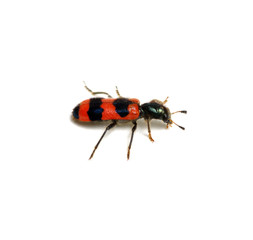 red beetle on a white