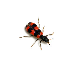 red beetle on a white