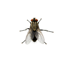 fly on a white