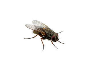 fly on a white