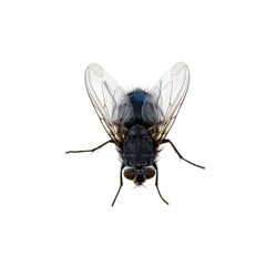 fly on a white