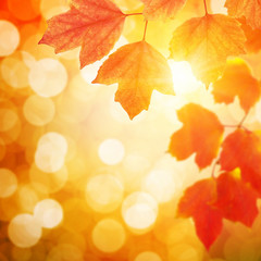 Naklejka na ściany i meble autumn leaves on sun