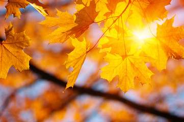  Autumn leaves on the sun