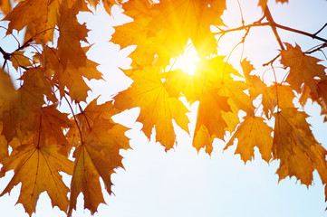 Fototapeta na wymiar Autumn leaves on the sun