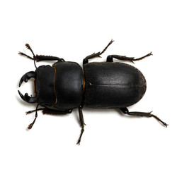 black beetle on white