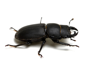 black beetle on white
