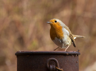 Robin, erithacus rubecula