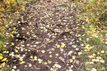 Fallen yellow aspen leaves on a root strewn dirt trail
