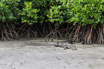 Crocodile in the Daintree Rainforest, Australia