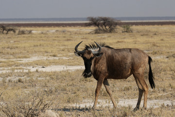 Streifengnu (Connochaetes taurinus) im Etosha Nationalpark, Namibia
