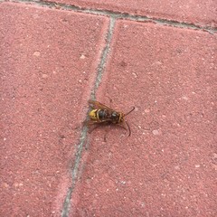 Hornisse ( Vespa crabro )