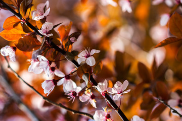 Oriental cherry