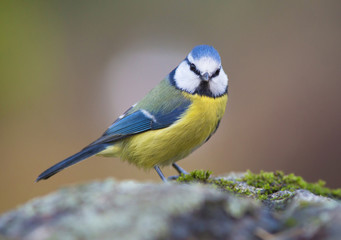 Naklejka premium Blue tit, Cyanistes caeruleus