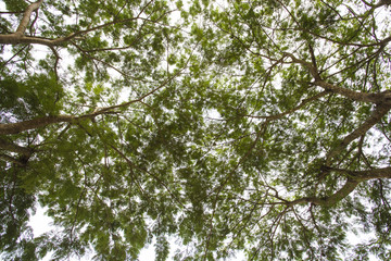 Tree and Leaf