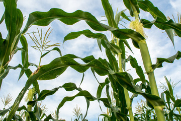 Baby corn in Corn farm at the countryside