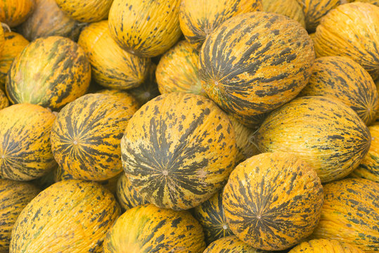 View close-up Turkish melons. Delicious Turkish melon. Many melons. Summer tray market agriculture farm full of organic melons. It can be used as background.