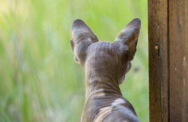 Sphynx cat