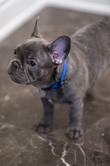 French Bulldog puppy 6