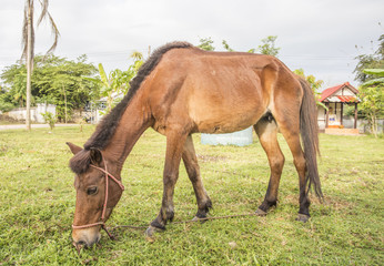 This is a horse rearing on pasture. - 123745037